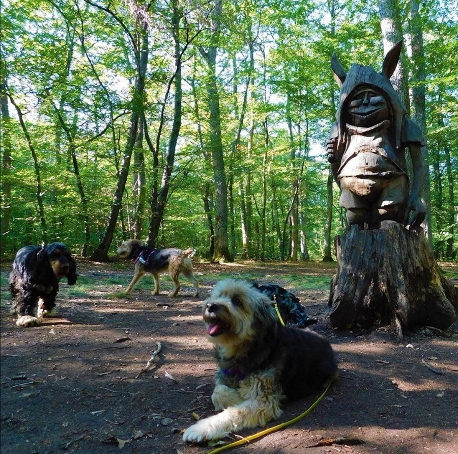 Forêt de Montargis