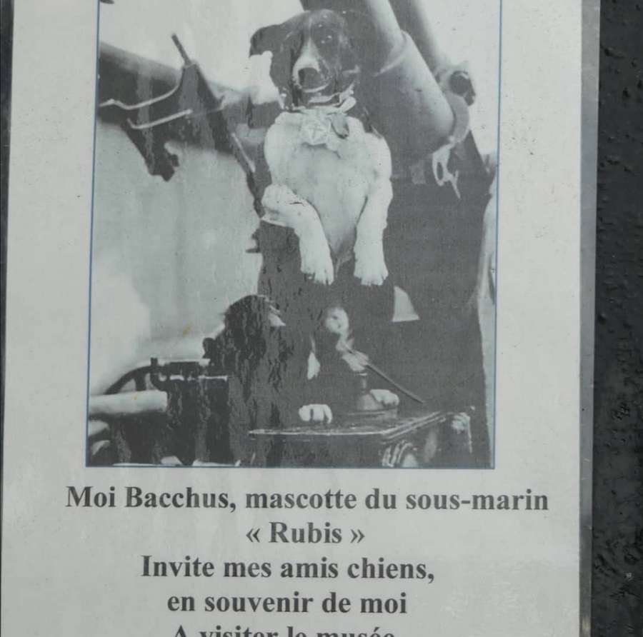 musée sur la guerre qui accepte les chiens en bretagne