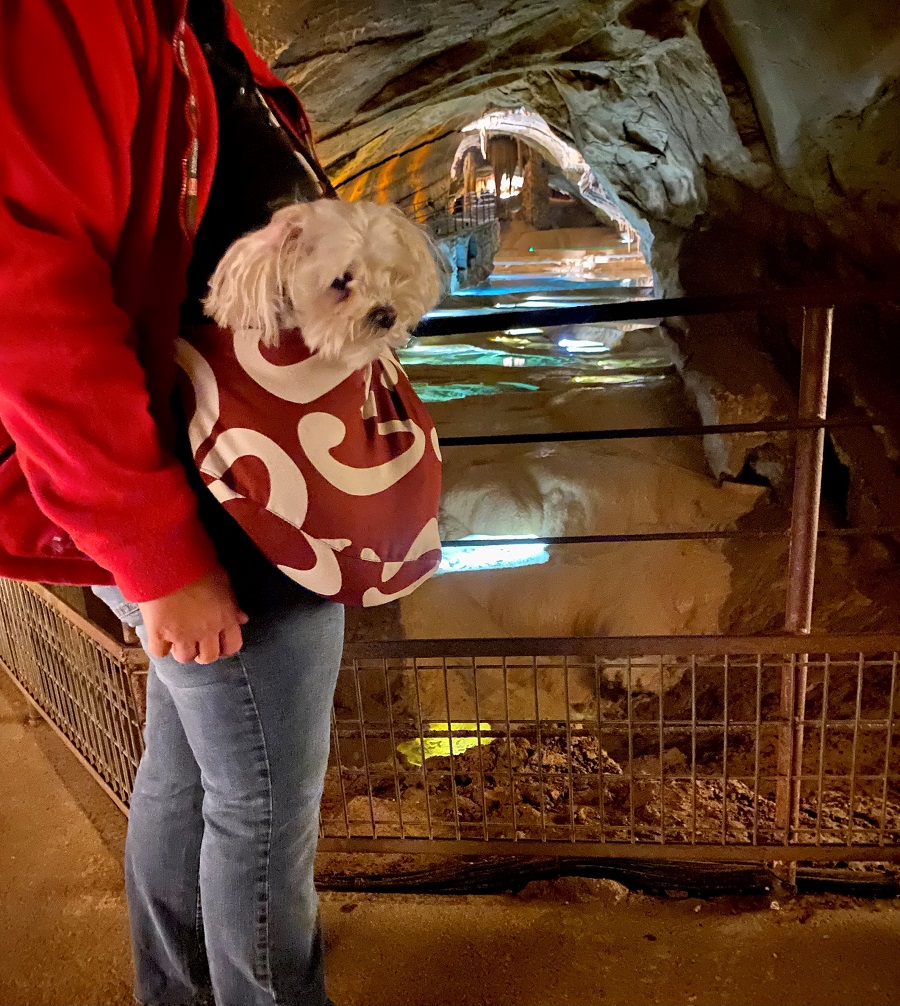 petit chien qui visite la grotte de la cocalière