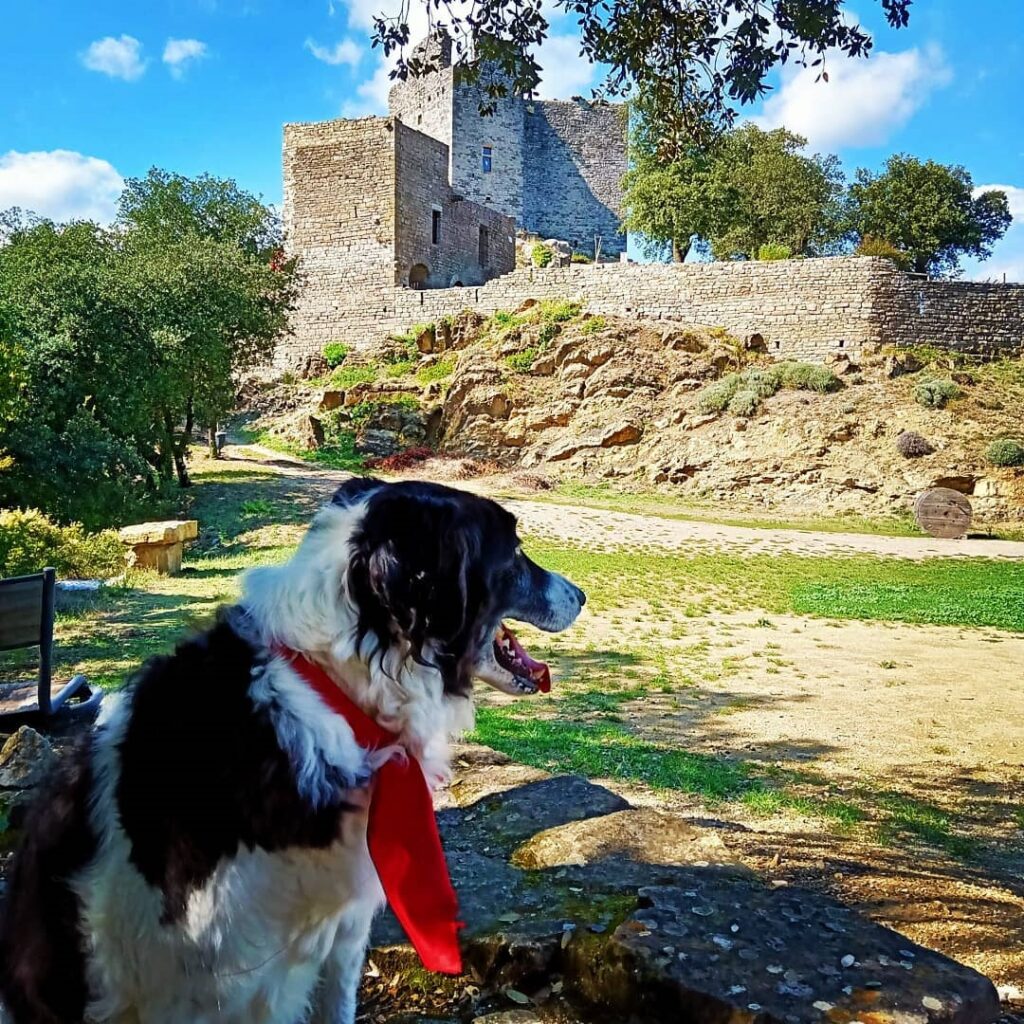 Que faire en Cévennes avec un chien ?