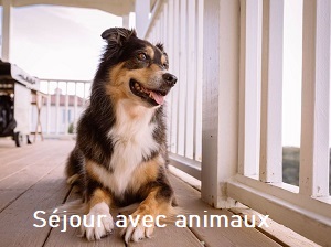 séjour avec animaux