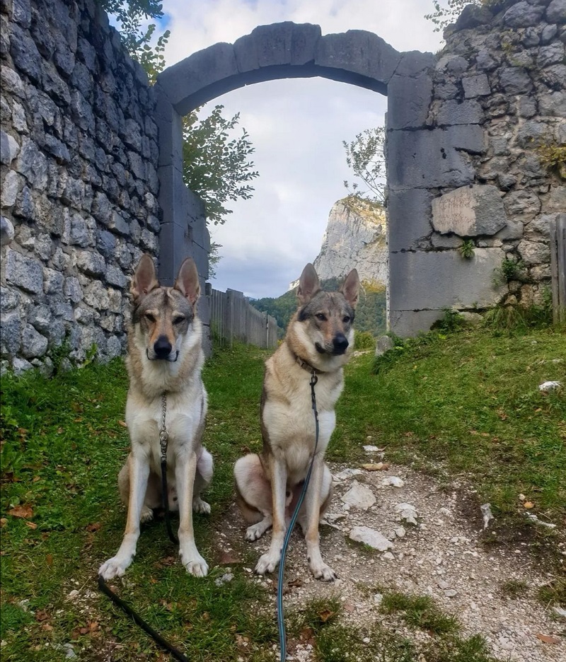 Ruines du château de Montbel