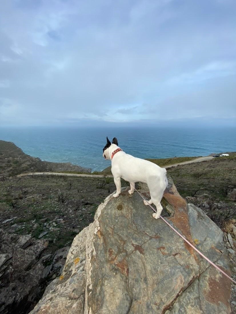 balade phare du cap de bear avec chien