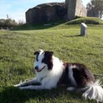 chien qui visite la batterie d'azeville