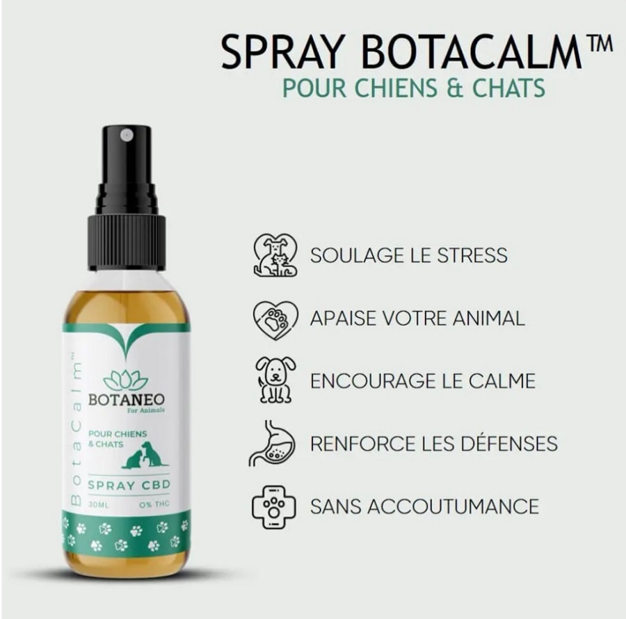 spray cbd pour chien