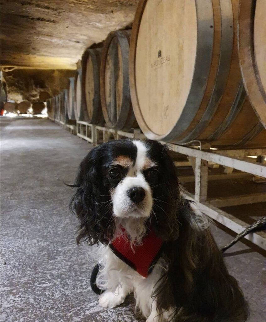 visite cave avec chien en touraine