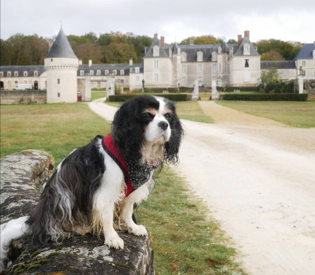 Château de Gizeux