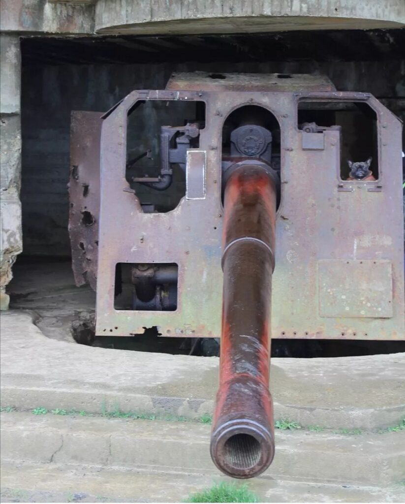 batterie de longues-sur-mer chien accepté