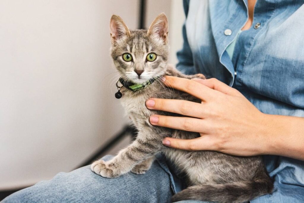 6 objets connectés innovants pour les animaux