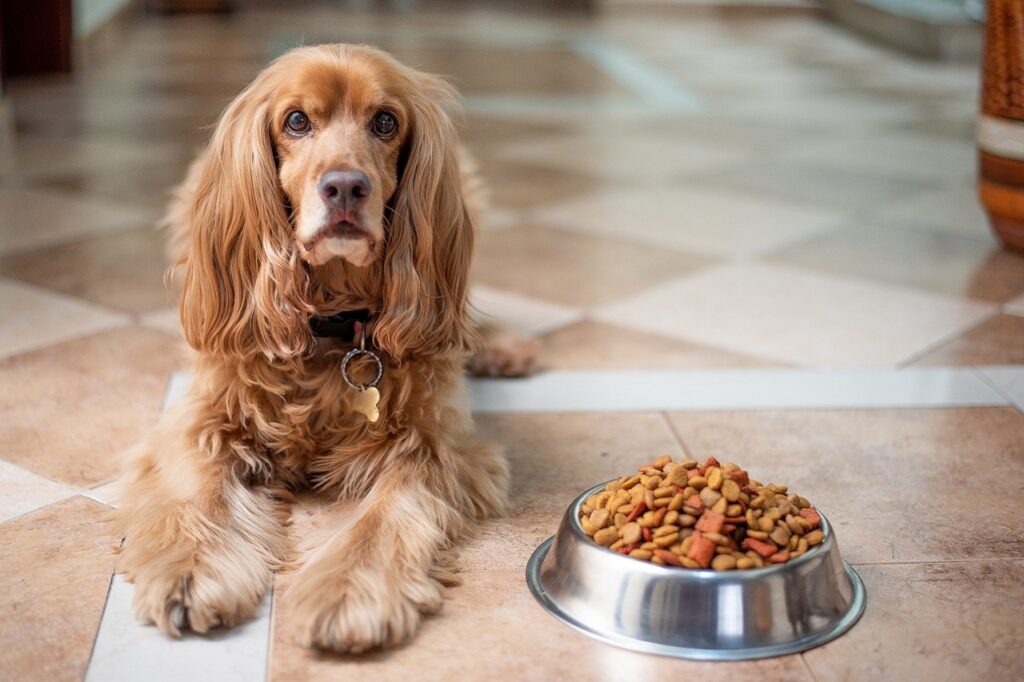 Comment choisir les croquettes pour son chien?