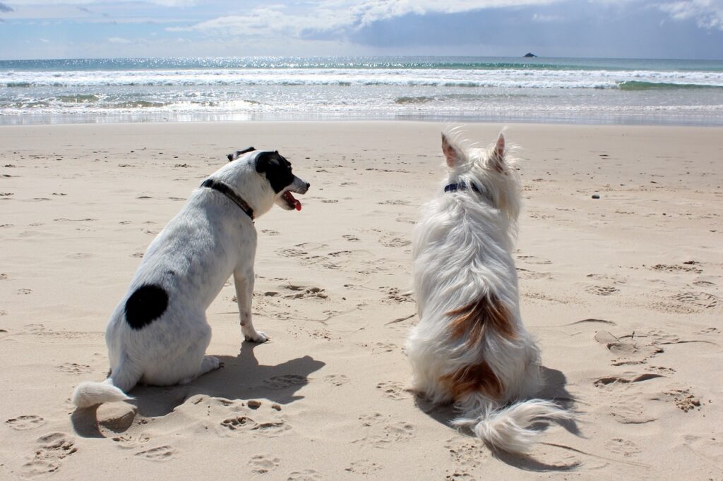 Que faire à la Tranche sur Mer avec un chien?