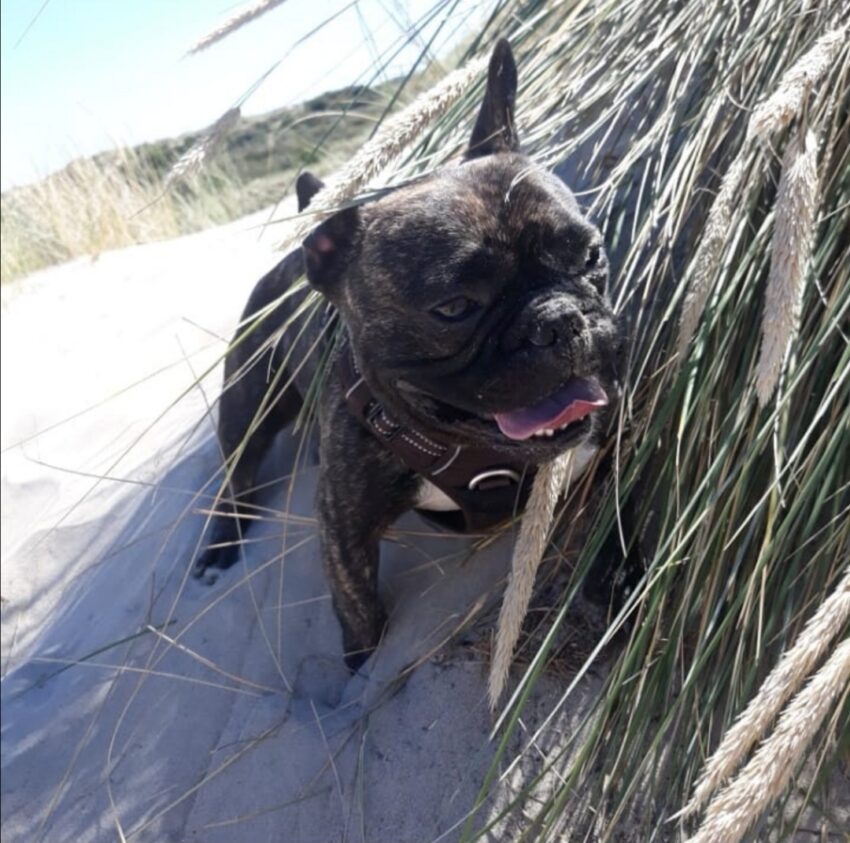 Séjour à Fort-Mahon-Plage avec son chien