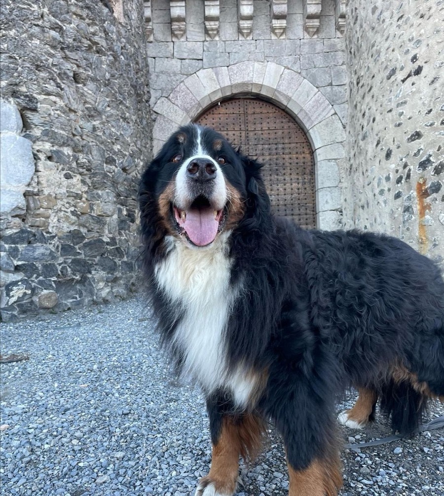 vacance avec chien à Gap visite château de tallard
