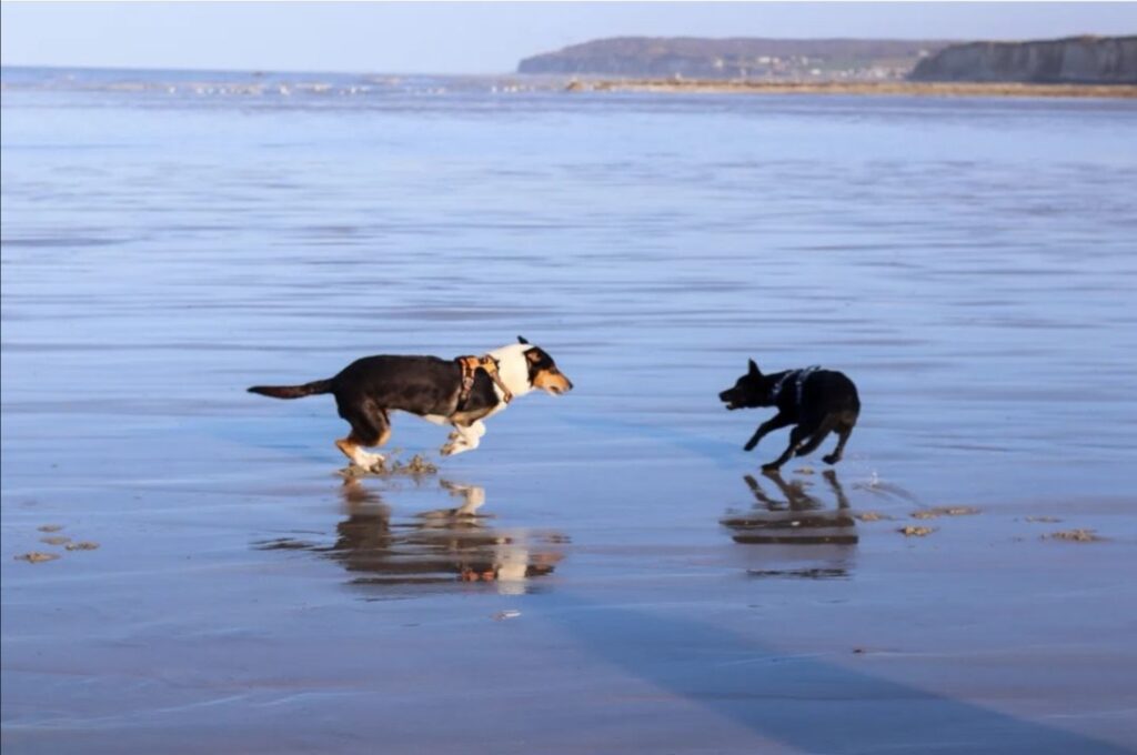 Découvrir le terroir de Caux avec un chien