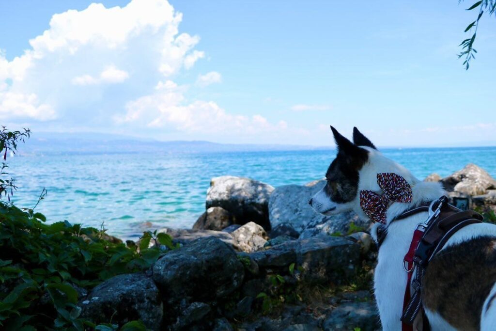 Le top des activités à faire à Thonon-les-Bains avec un chien