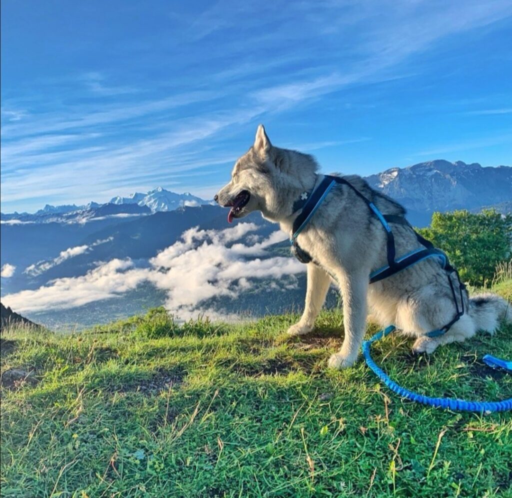 destination môle et brasses avec son chien