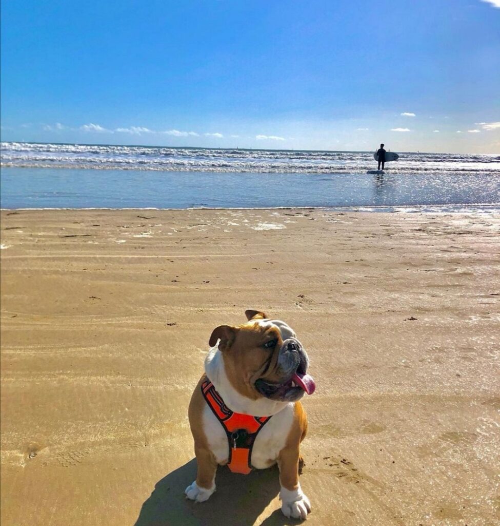 où aller à la plage avec un chien aux sables d'olonne