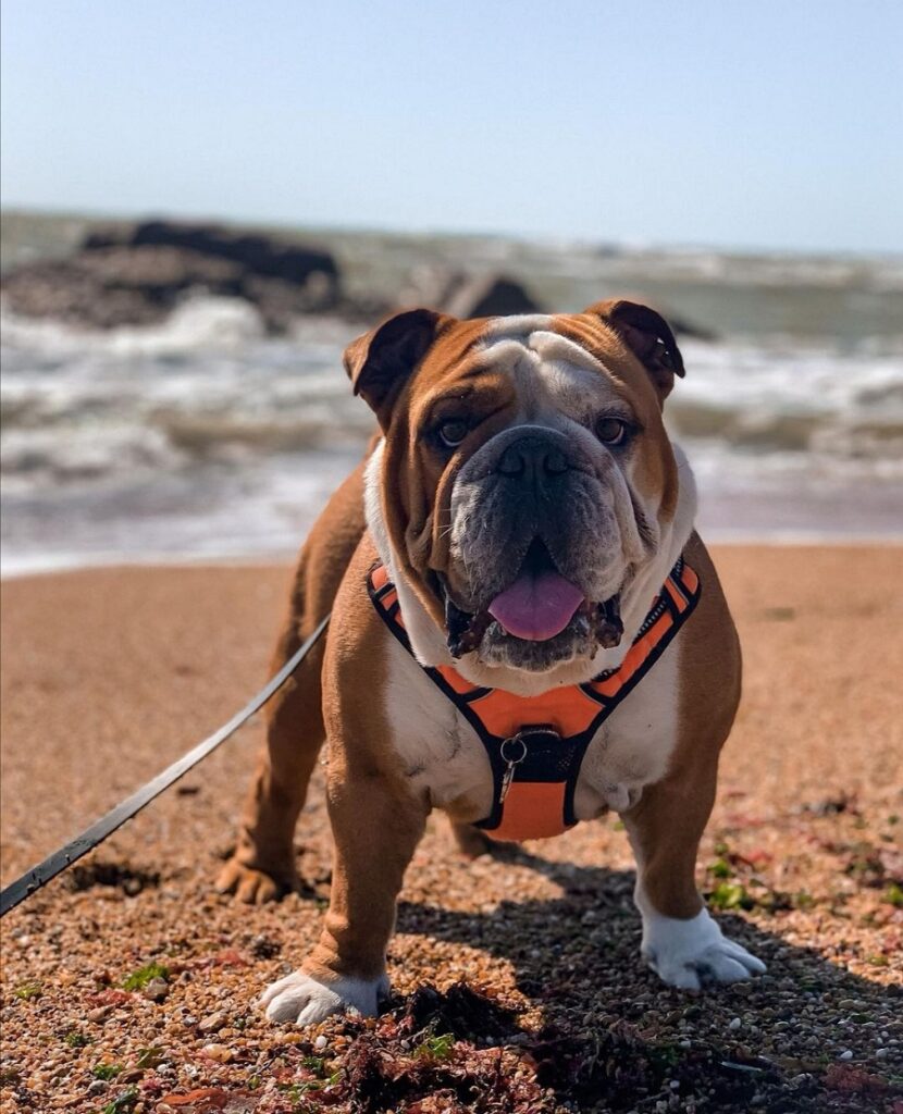 Que faire aux Sables d’Olonne avec un chien ?