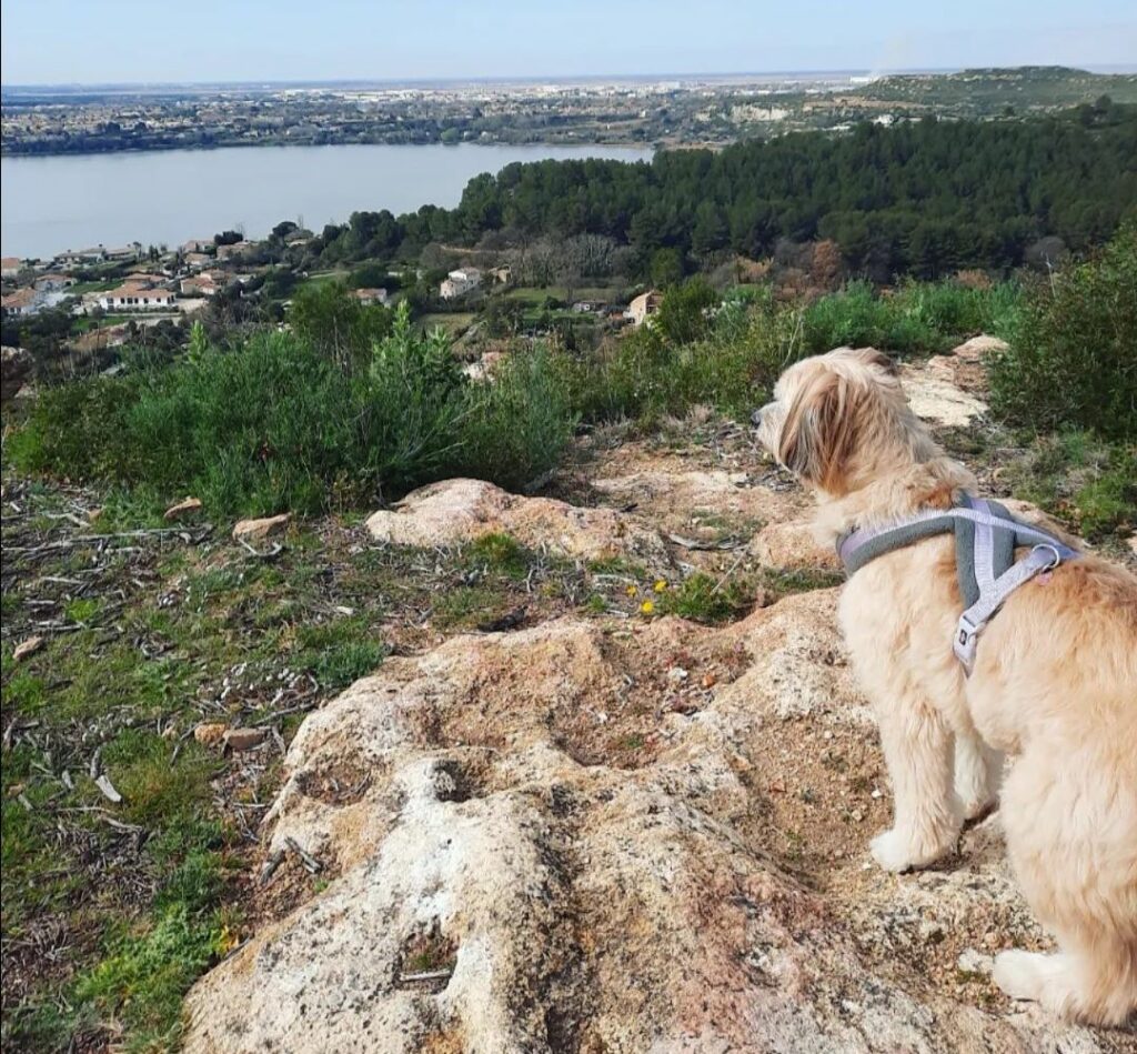 Séjour à Istres avec votre chien