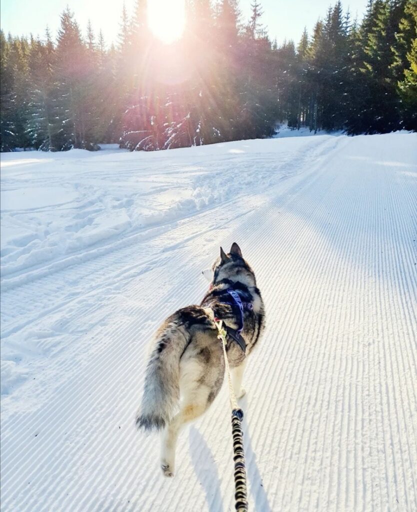 ski joering haute savoie avec chien