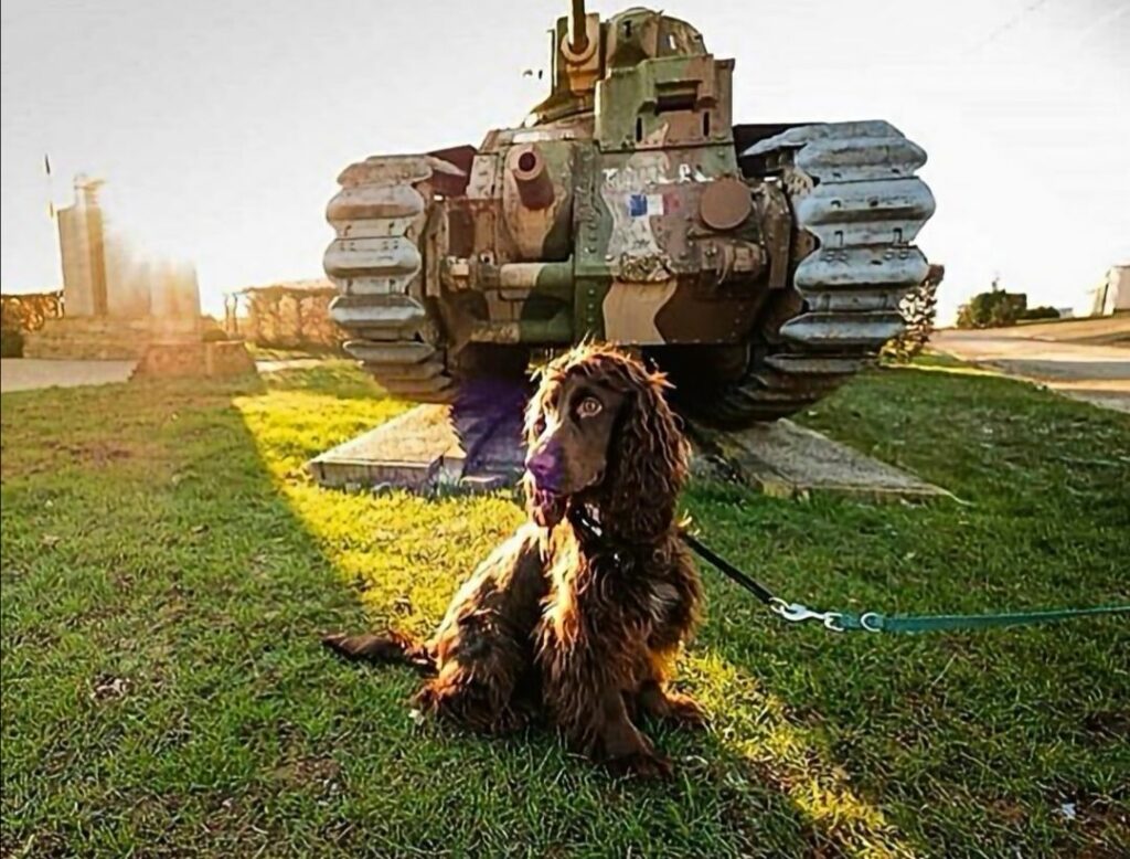 L’Argonne en Ardenne avec un chien