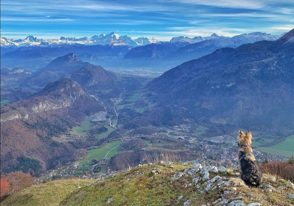 tourisme avec mon chien môle et brasses