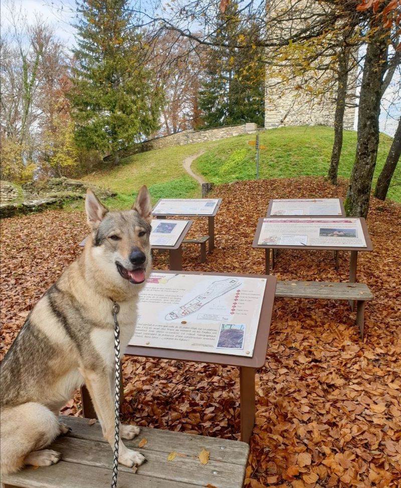 Château de Montmayeur balade chien accepté