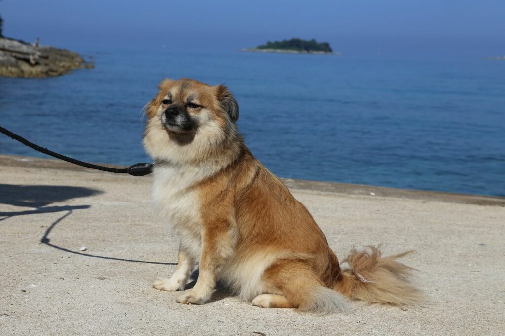 Chien Croatie plage voyager avec son chien en Europe