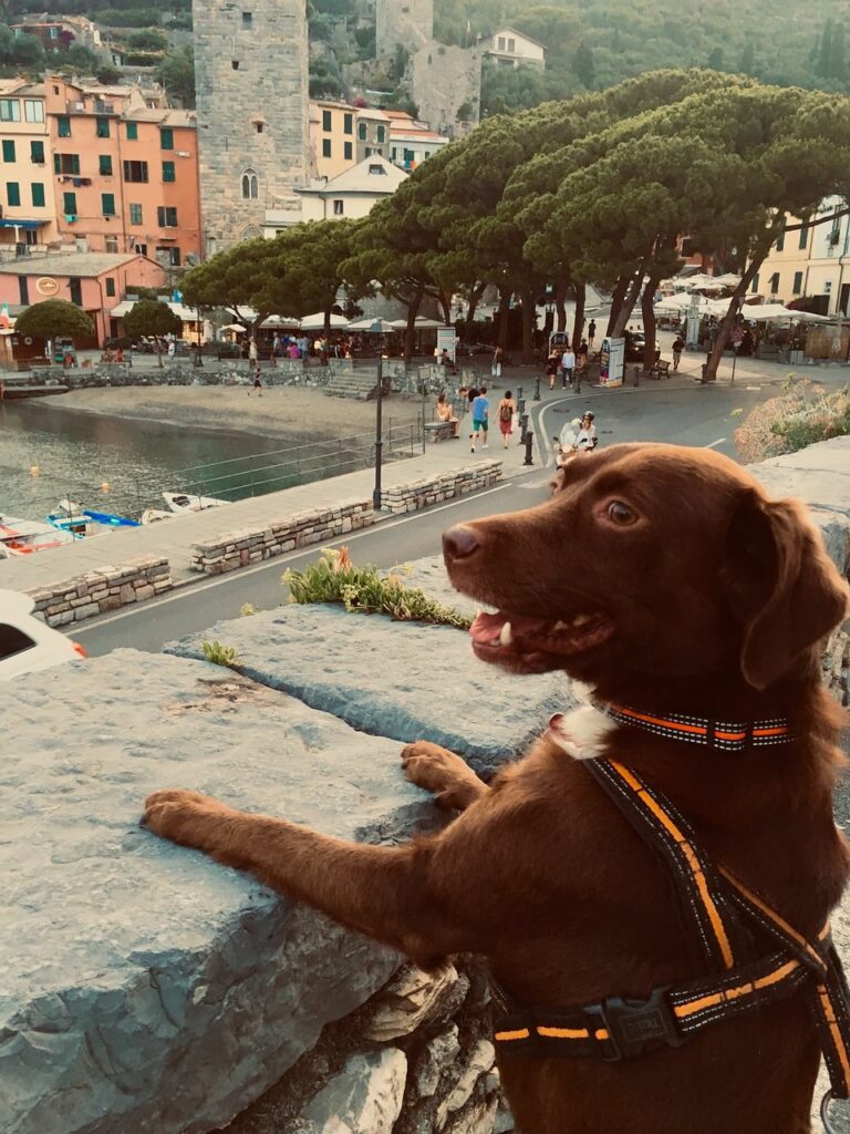 Chien Italie visite voyager avec son chien en Europe