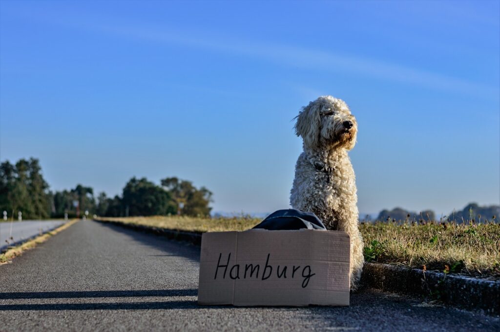 Chien allemagne voyager avec son chien en Europe