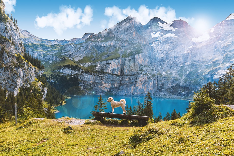 Chien suisse randonnée voyager avec son chien en Europe