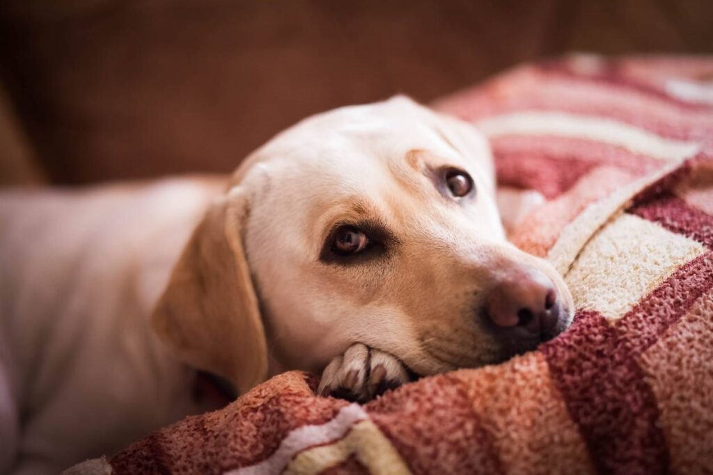 comportement chien hyper attaché