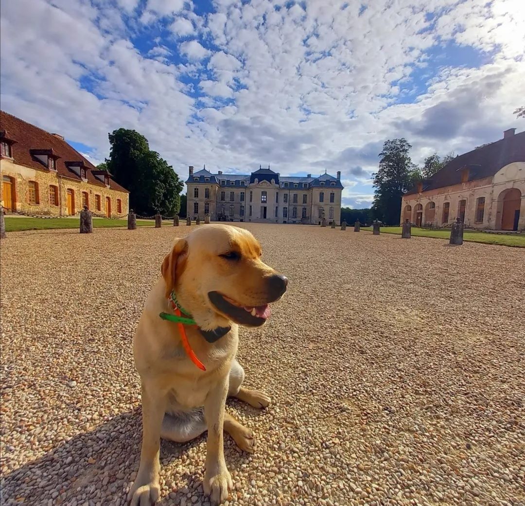 château de vaux chien accepté