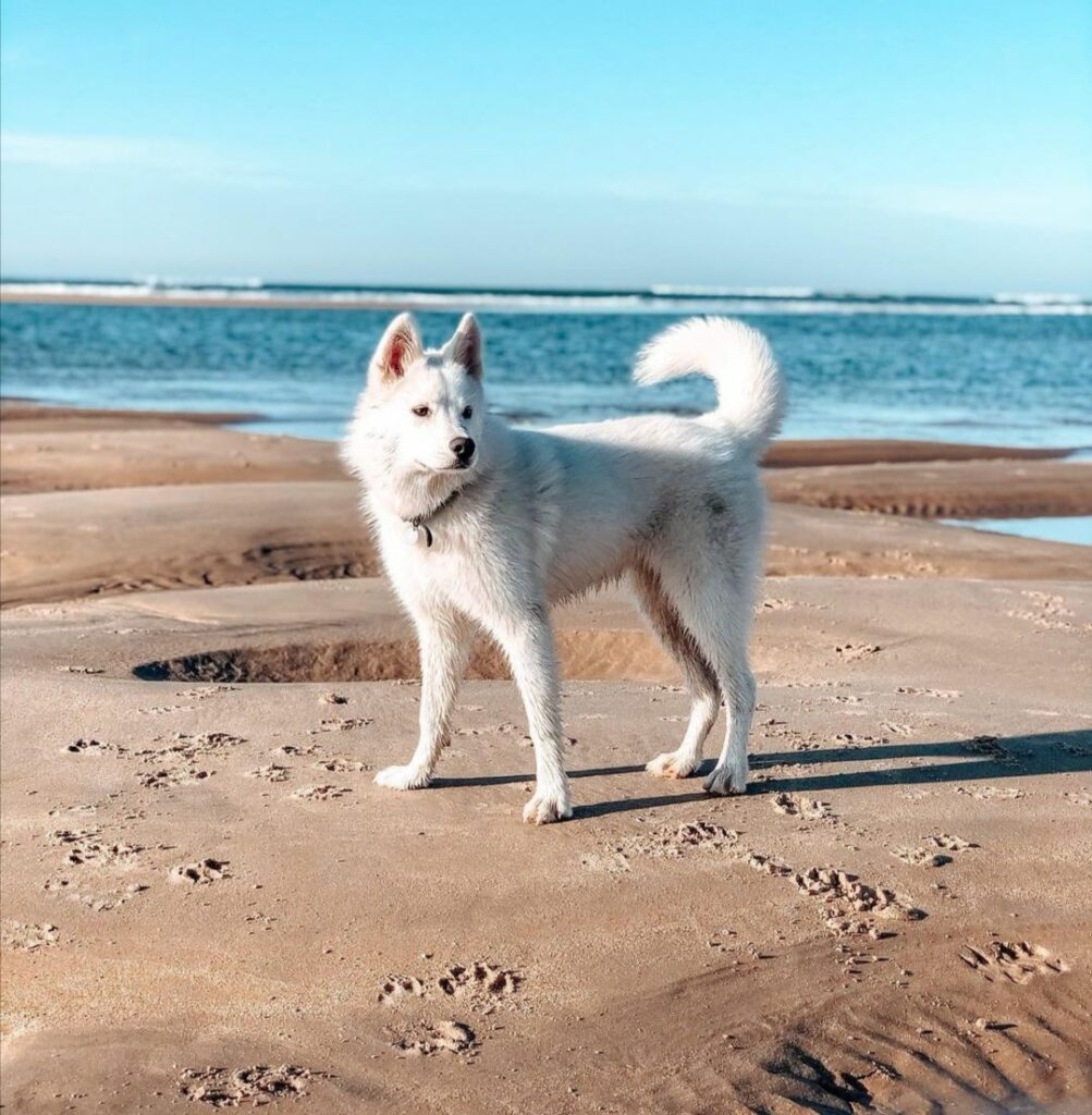 Le Sud Vendée Littoral avec votre chien