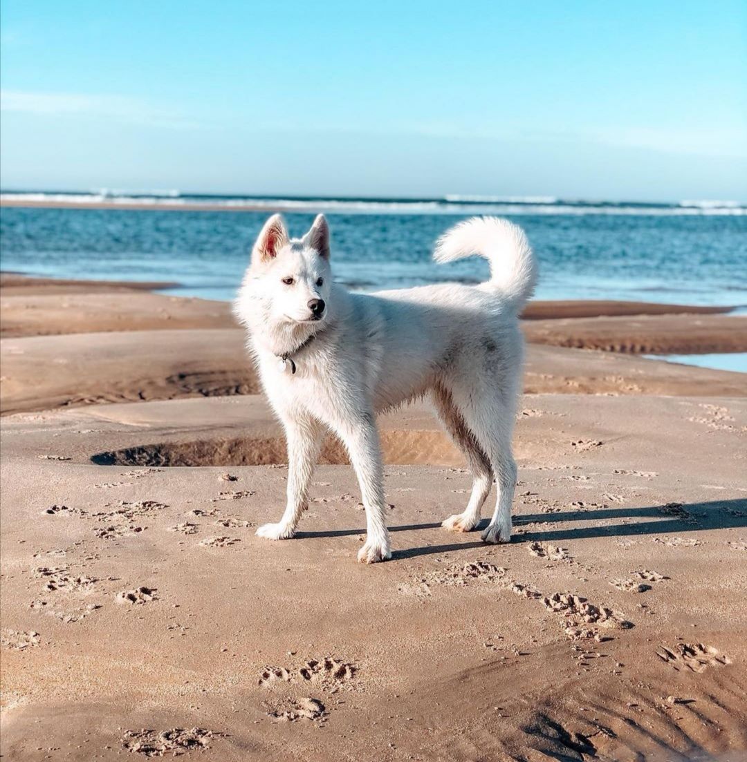 Le Sud Vendée Littoral avec votre chien