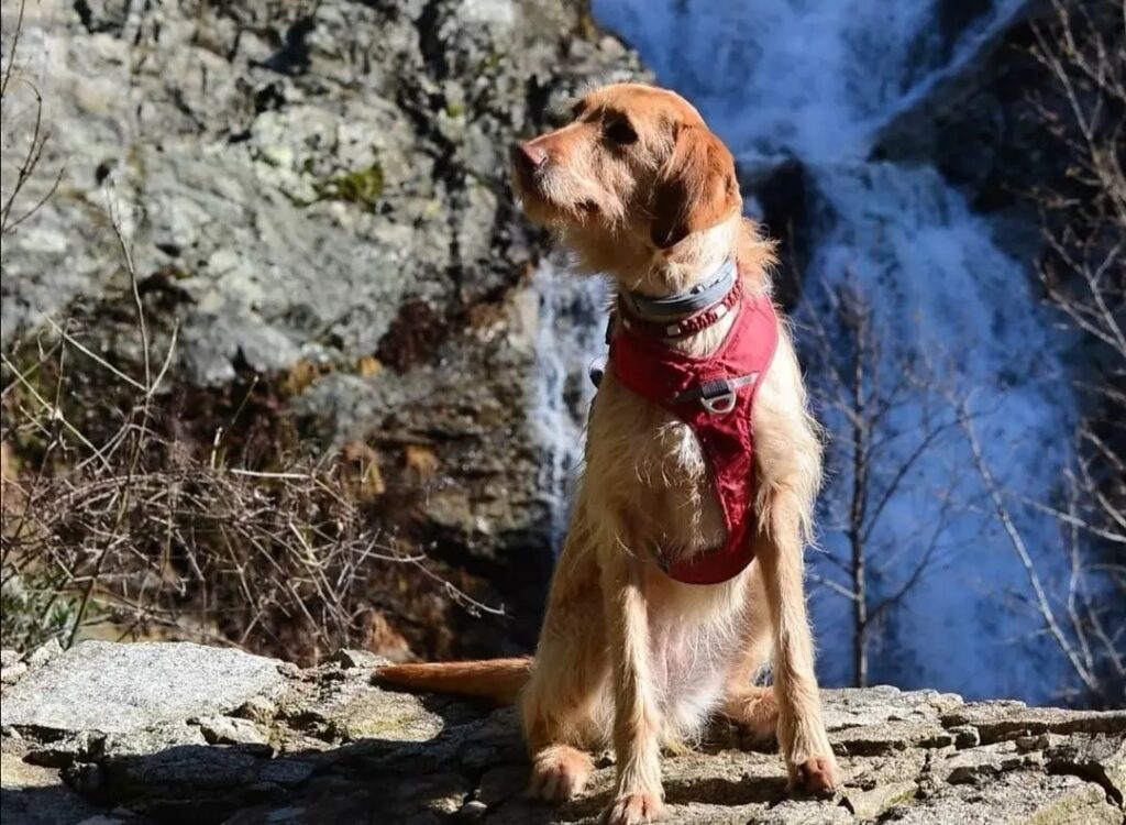 chien cascade Que faire en Corse avec un chien