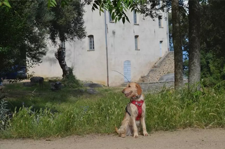 chien parc Que faire en Corse avec un chien