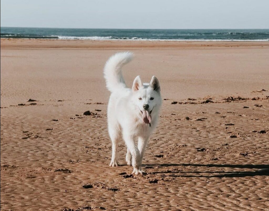 chien plage Sud Vendée Littoral avec votre chien