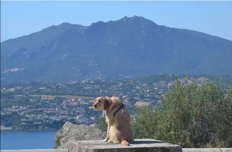 chien séjour Que faire en Corse avec un chien