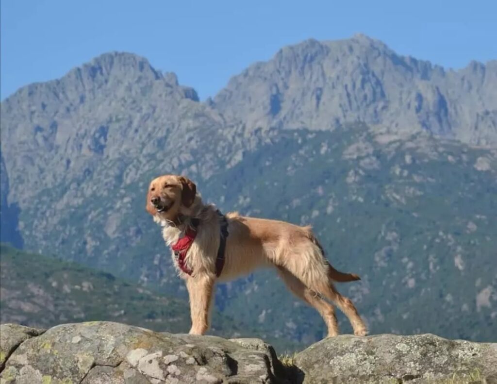 Que faire en Corse avec un chien?