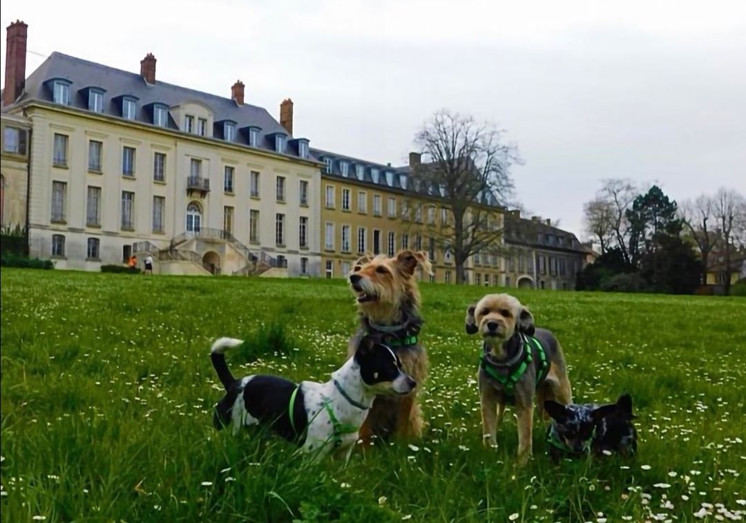parc du Château de Morsang sur Orge chien accepté