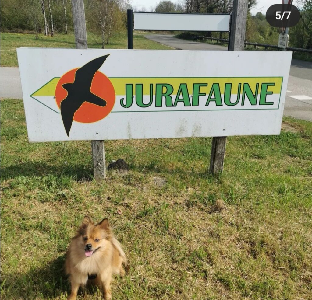 parc jurafaune accepte les chiens