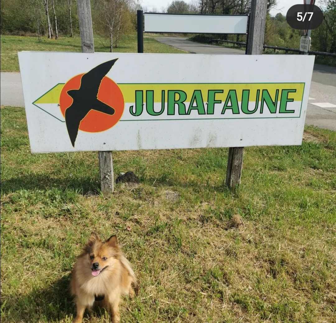 Jurafaune