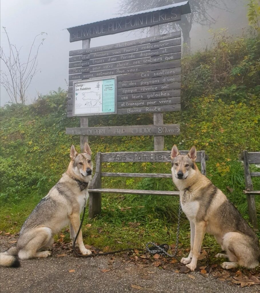 sentier des pointières avec chien