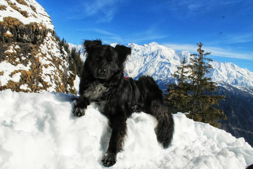 10 activités à faire absolument à Chamonix avec un chien