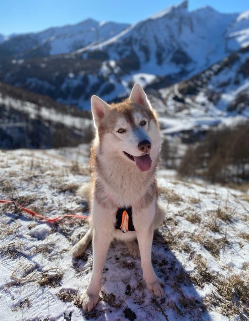 Découvrir le val d'allos avec un chien