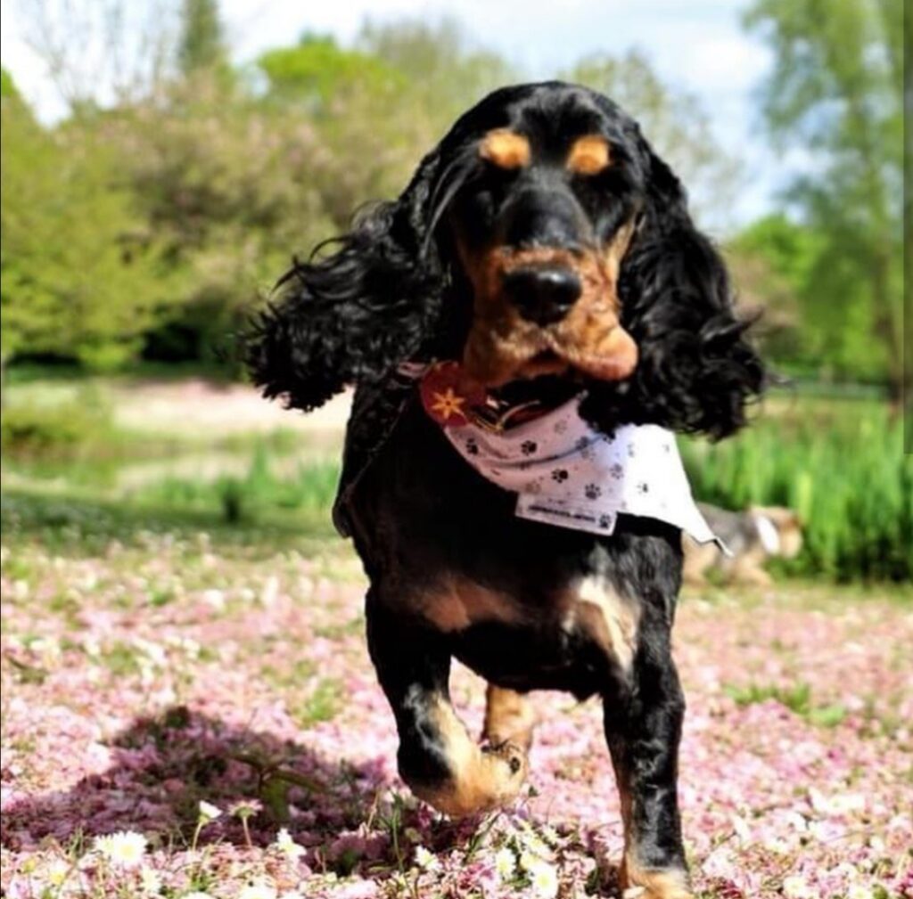 Parc François Mitterand chien autorisé vers paris