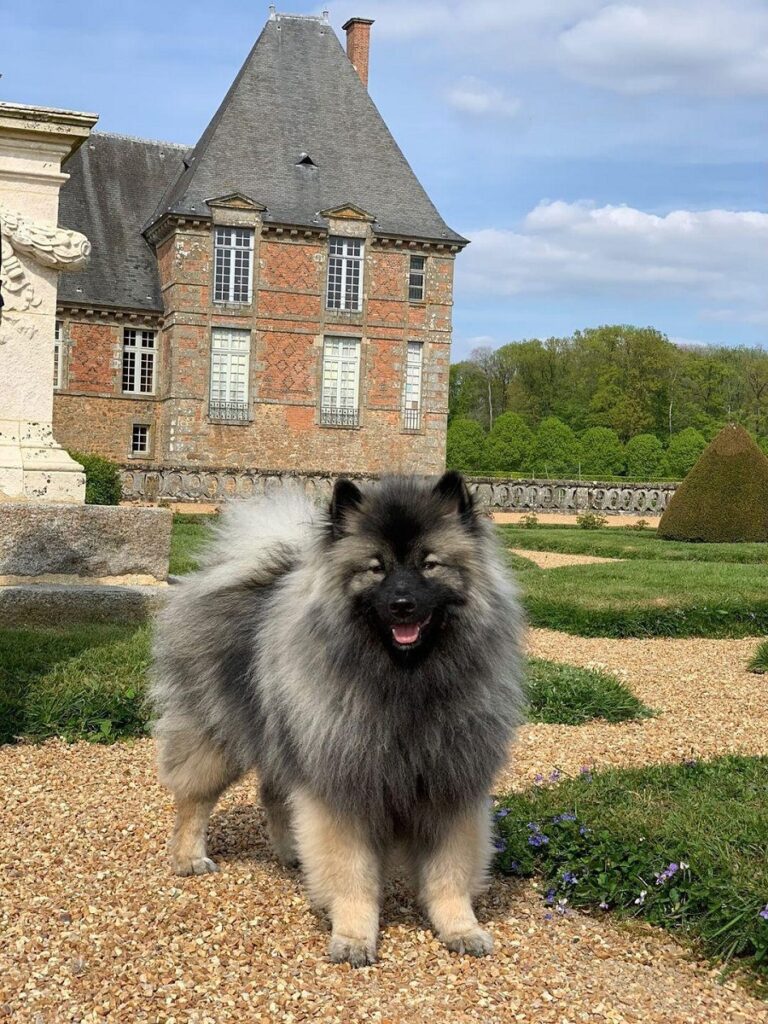 Parc du château de Carrouges chien accepté