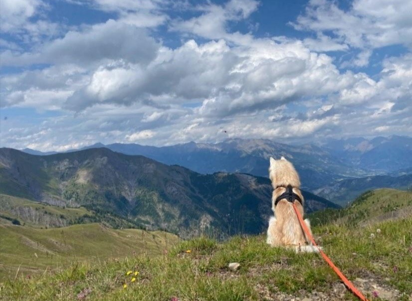 chien en vacance au val d'allos