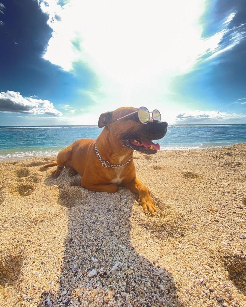 Découvrir la Réunion avec un chien